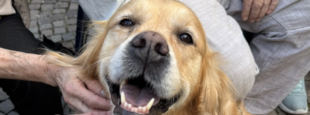 article image PET THERAPY AI CDV